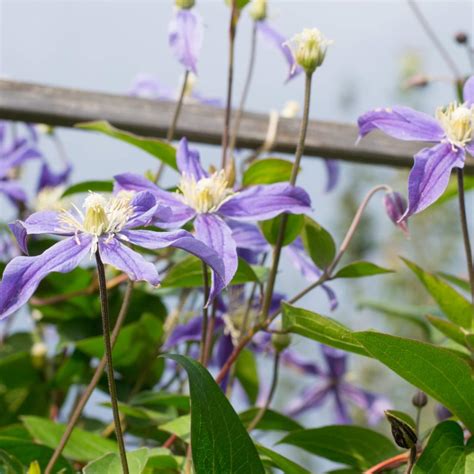 Staudenclematis Arabella 